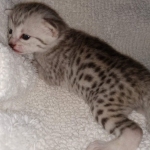 Mau, Silver, Female, DOB 8-17-20