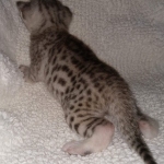 Mau, Silver, Female, DOB 8-17-20
