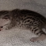 Mau, Silver, Female, DOB 8-17-20