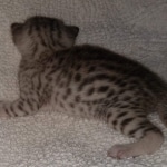 Mau, Silver, Female, DOB 8-17-20