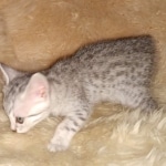 Mau, Silver, Female, DOB 8-17-20