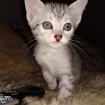 Mau, Silver, Female, DOB 8-17-20