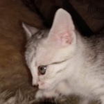 Mau, Silver, Female, DOB 8-17-20