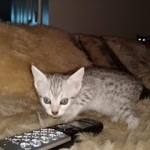 Mau, Silver, Female, DOB 8-17-20