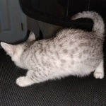 Mau, Silver, Female, DOB 8-17-20