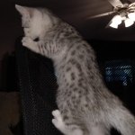 Mau, Silver, Female, DOB 8-17-20