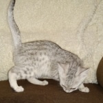 Mau, Silver, Female, DOB 8-17-20