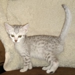 Mau, Silver, Female, DOB 8-17-20