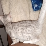 Mau, Silver, Female, DOB 8-17-20