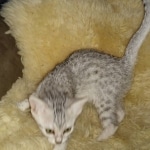 Mau, Silver, Female, DOB 8-17-20