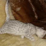 Mau, Silver, Female, DOB 8-17-20