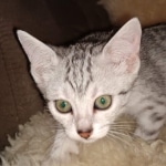 Mau, Silver, Female, DOB 8-17-20