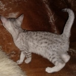 Mau, Silver, Female, DOB 8-17-20
