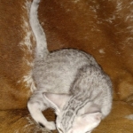 Mau, Silver, Female, DOB 8-17-20
