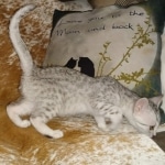 Mau, Silver, Female, DOB 8-17-20