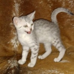 Mau, Silver, Female, DOB 8-17-20