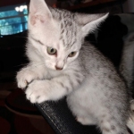 Mau, Silver, Female, DOB 8-17-20