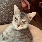 shimmer,Mau, Silver, Female, DOB 8-17-20