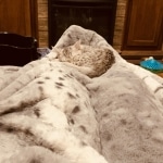 shimmer,Mau, Silver, Female, DOB 8-17-20