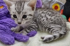 Lagertha Egyptian Mau Silver Female #2 DOB 8-19-22