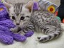 Lagertha Egyptian Mau Silver Female #2 DOB 8-19-22