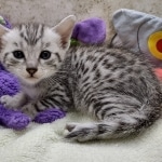 Mau Silver female DOB 8-19-22