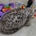 Mau Silver female DOB 8-19-22