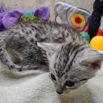 Mau Silver female DOB 8-19-22