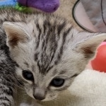 Mau Silver female DOB 8-19-22