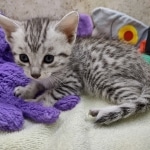 Mau Silver female DOB 8-19-22