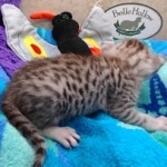 Mau Silver female DOB 8-19-22