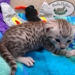 Mau Silver female DOB 8-19-22