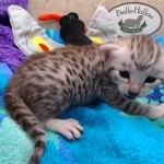 Mau Silver female DOB 8-19-22