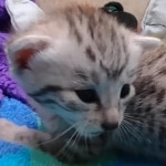 Mau Silver female DOB 8-19-22