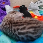 Mau Silver female DOB 8-19-22