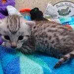 Mau Silver female DOB 8-19-22