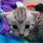 Mau Silver female DOB 8-19-22