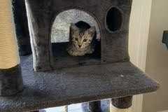 Frankie Egyptian Mau Silver Female DOB 8-24-20