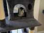 Frankie Egyptian Mau Silver Female DOB 8-24-20