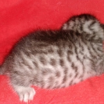 Mau, Silver, Female, DOB 8-24-20