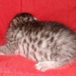 Mau, Silver, Female, DOB 8-24-20