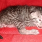 Mau, Silver, Female, DOB 8-24-20