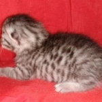 Mau, Silver, Female, DOB 8-24-20