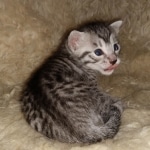 Mau, Silver, Female, DOB 8-24-20