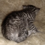 Mau, Silver, Female, DOB 8-24-20