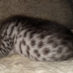 Mau, Silver, Female, DOB 8-24-20