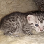 Mau, Silver, Female, DOB 8-24-20