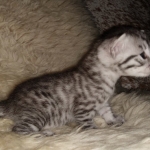 Mau, Silver, Female, DOB 8-24-20