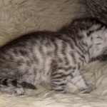 Mau, Silver, Female, DOB 8-24-20