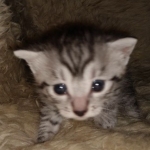 Mau, Silver, Female, DOB 8-24-20